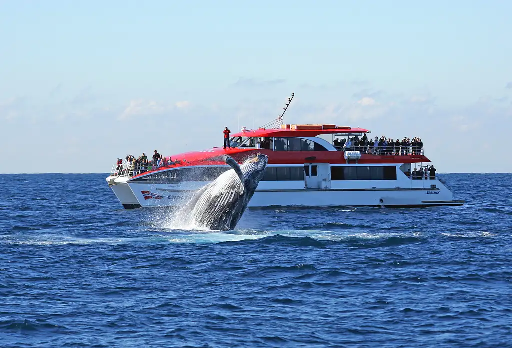Sydney Whale Watching Cruise