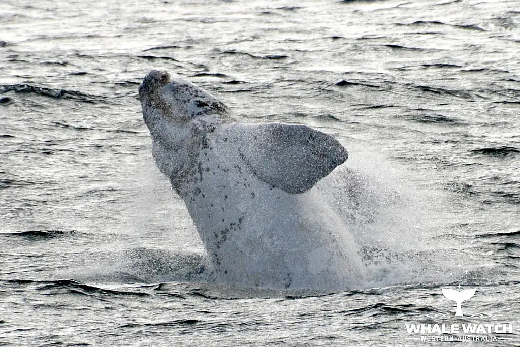 Whale Watch Experience AUGUSTA