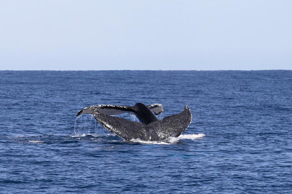 Perth Whale Watching Deal