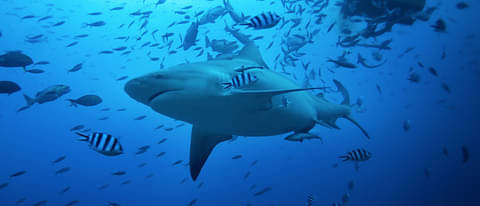 Nadi