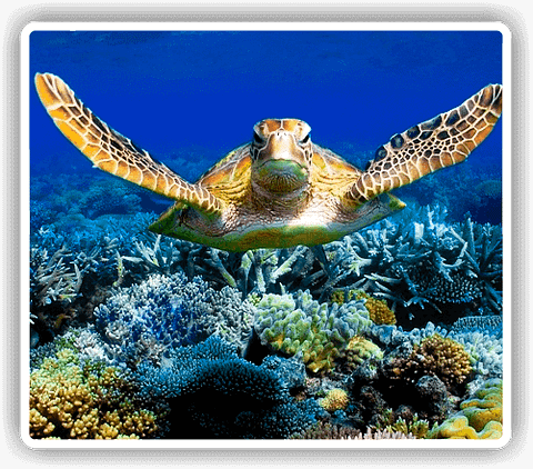 cairns great barrier reef snorkel