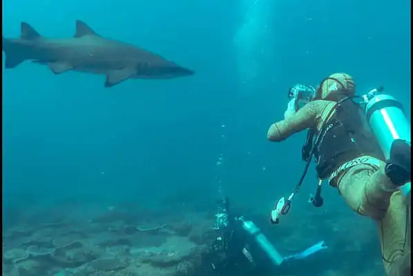 Mooloolaba dive with sharks