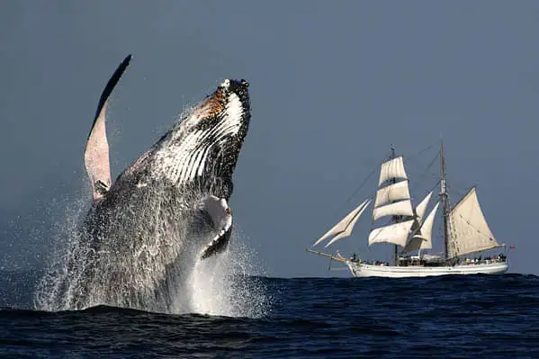 Whale & Sail - Sydney Whale Watching Cruise
