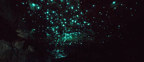 Waitomo Caves