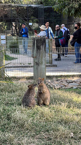 Blue Mountains tour deals