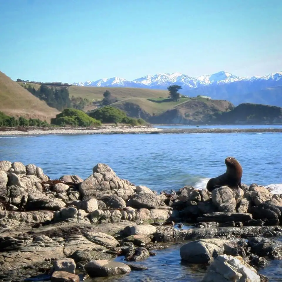 'Queen Bee' Bus Pass | Queenstown to Auckland| Kiwi Experience