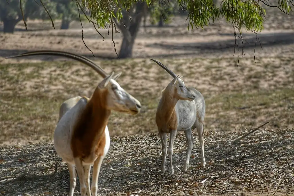 Half Day Souss-Massa National Park Guided Tour