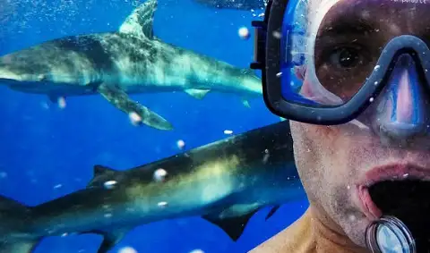 Hawaii Shark Cage Diving