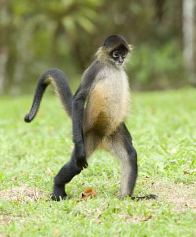 monkey-sanctuary-costa-rica.jpg