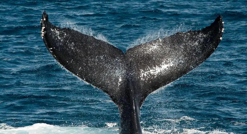 Sydney Whale Watching Experience | Small Ggroup