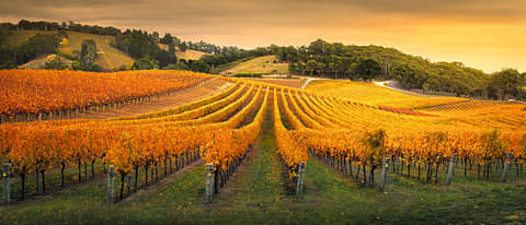 Adelaide