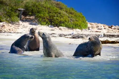 Dolphin, Penguin and Sea Lion Cruise - Departing Penguin Island
