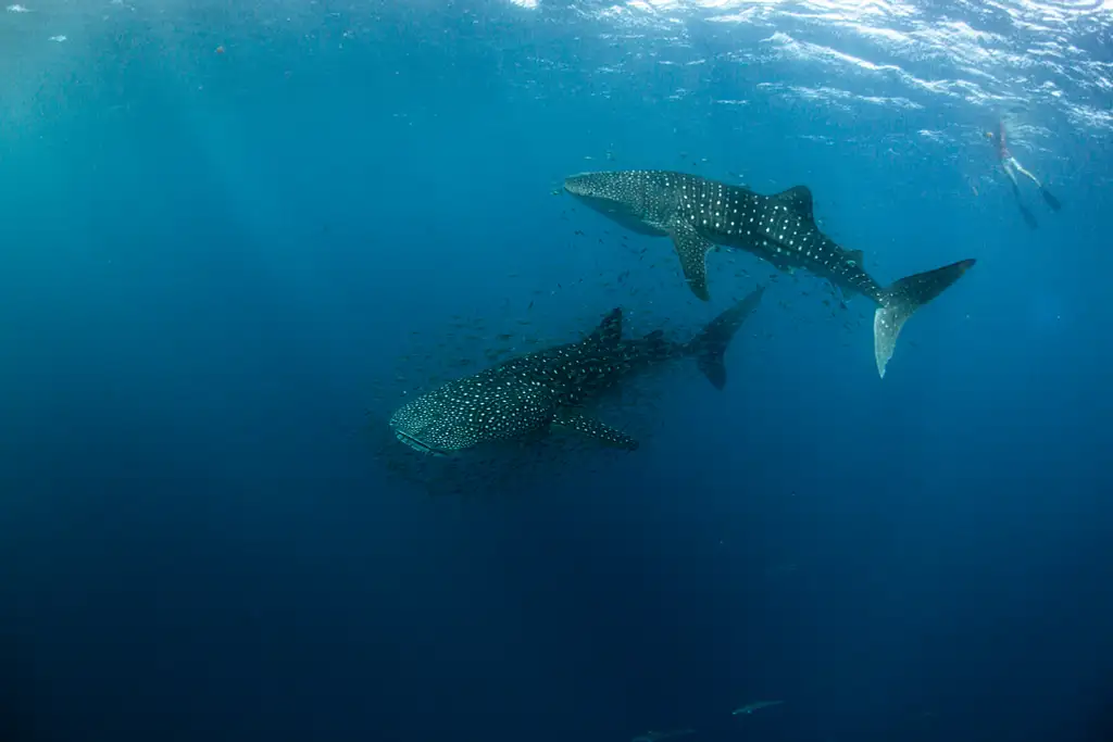 Swimming with Whale Sharks – March to August