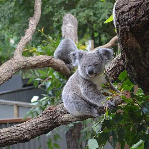 Kuranda Koala Gardens deal