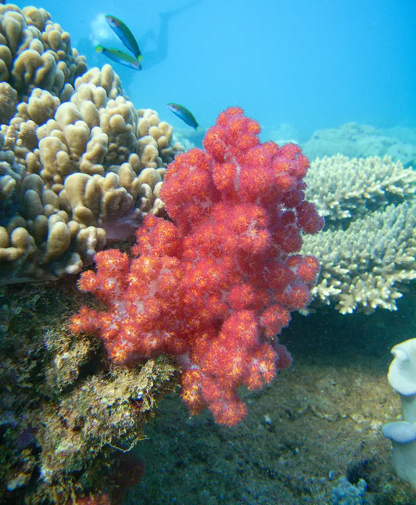 The Muiron Islands Snorkel Adventure | Departing Exmouth
