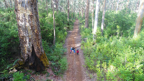 half-day beach and forest eco adventure pemberton