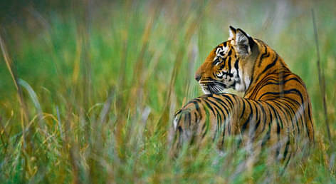 10 Days Rajasthan & Wildlife