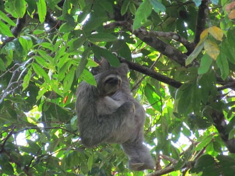 Manuel Antonio National Park San Jose Tour