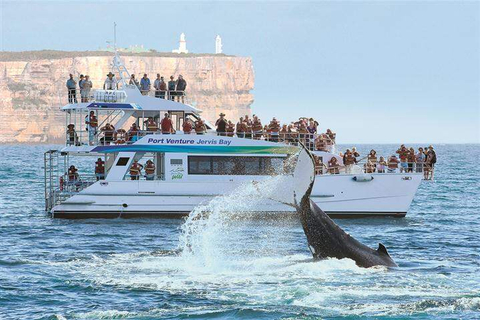 Jervis Bay Whale Watching Tour Deal