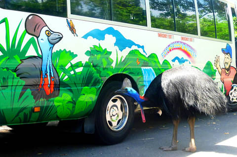 Atherton tablelands tour