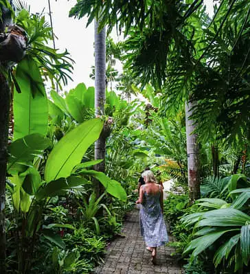 Cairns rainforest walk