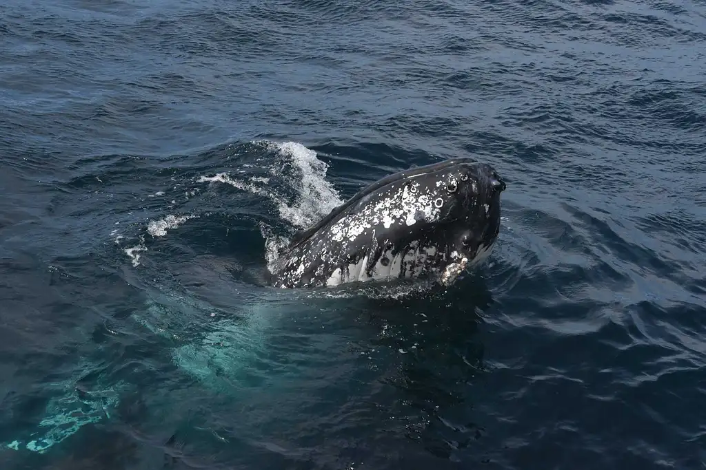 Shellharbour Whale Watching Cruise | From Shell Cove