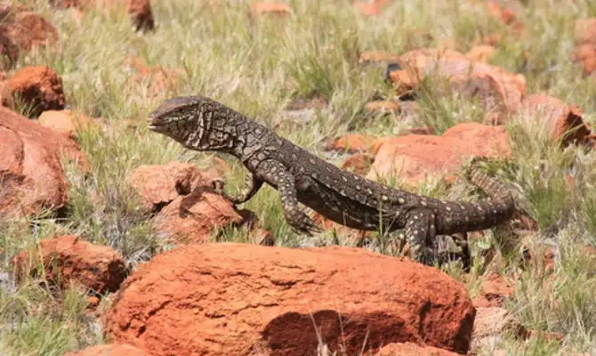 The Rock Tour - Ayers Rock to Ayers Rock (2 days and 1 night)