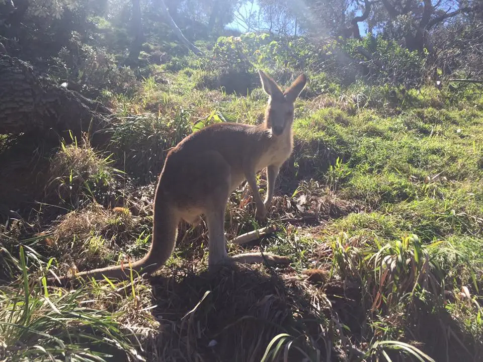 North Stradbroke Island Tour From Brisbane Or Gold Coast