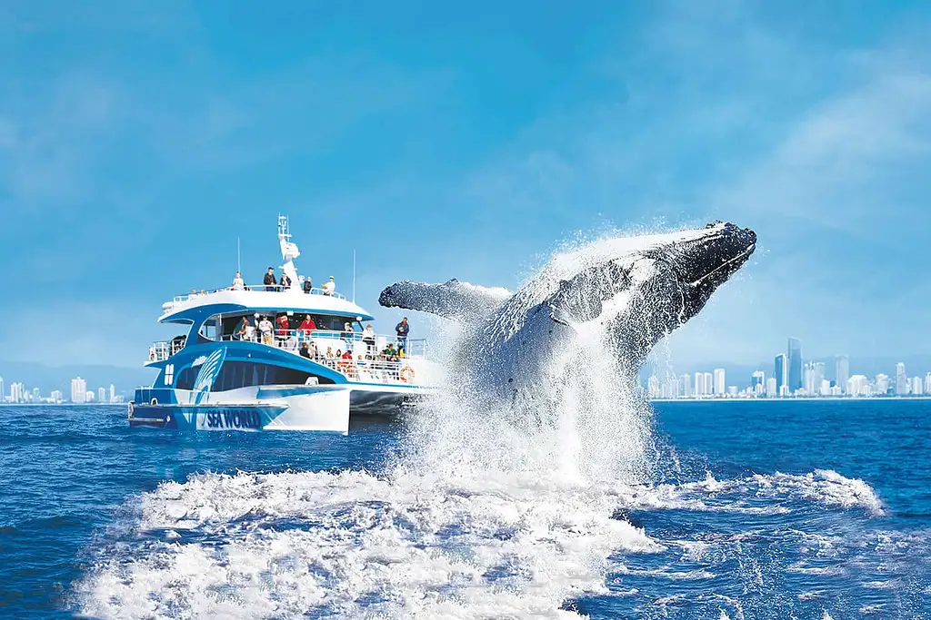 Whale Watching - Sea World Cruises | Gold Coast