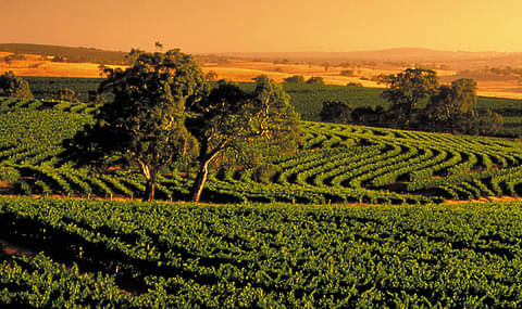 Barossa Valley Wine tour culinair