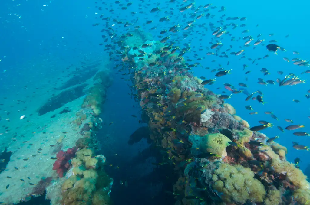 Yongala Day Trip – Certified Diver