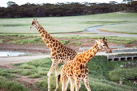 Monaro Safari Park deals