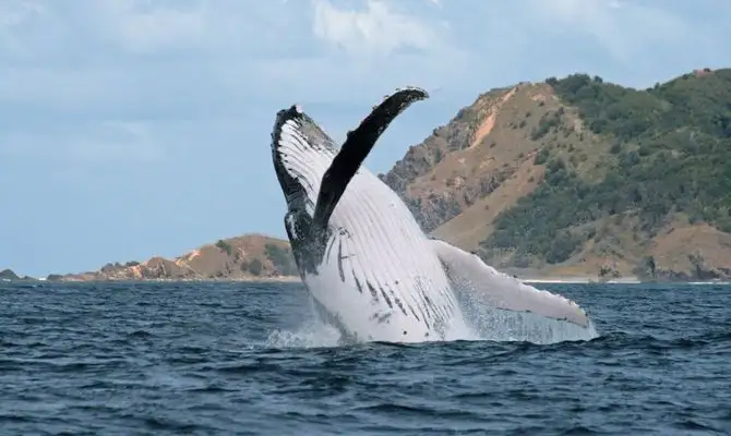 Byron Bay Whale Watching Tour