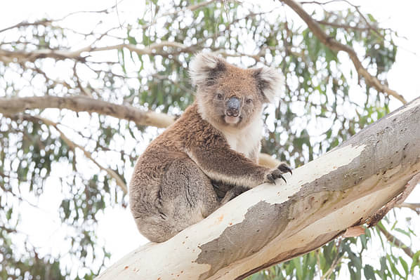 Kangaroo Island Wildlife Discovery