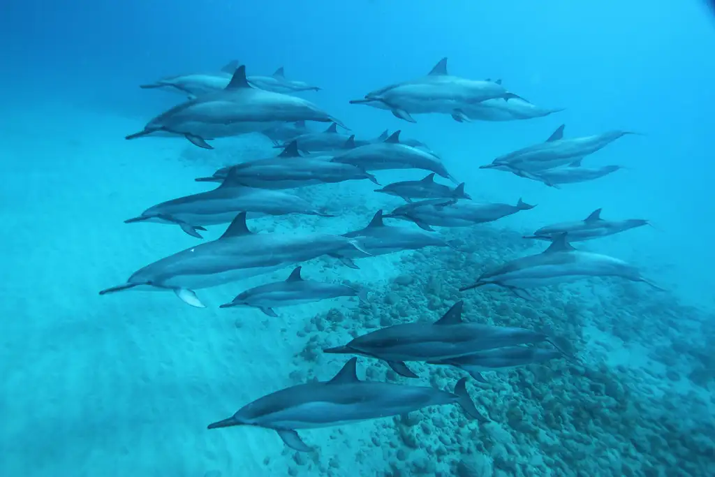 Wild Dolphins Swimming Experience
