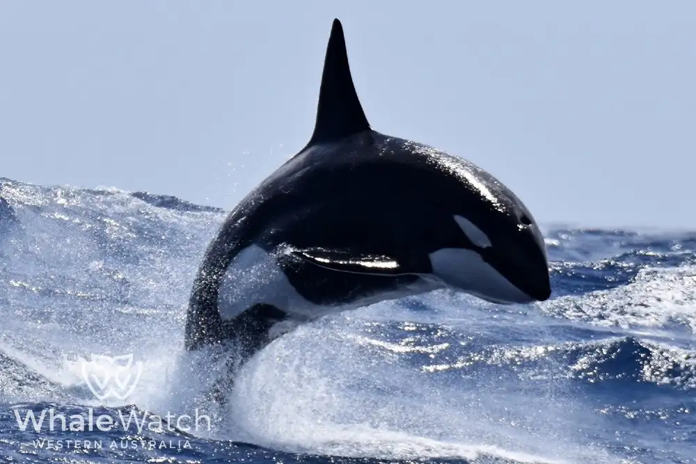 Bremer Bay Orca Experience | Bremer Bay Whale Watching