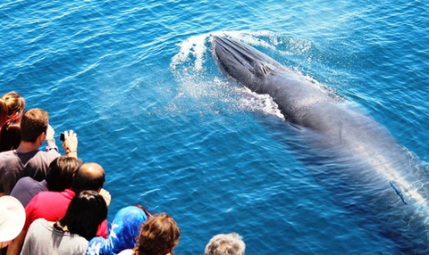 auckland whale and dolphin safari adventure