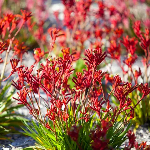 Autopia - Wildflowers - PP Credits Australias Coral Coast Paul Pichugin.jpg
