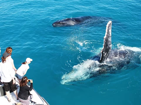 3H30M Broome Snubfin Dolphin Eco Tour