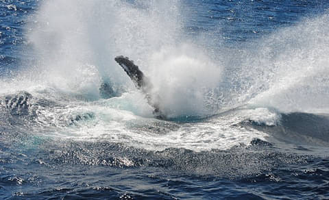 Sydney Whale Watching Lunch Cruise