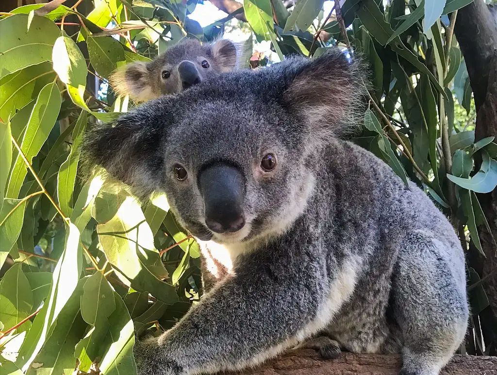 Brisbane Highlights Including Lone Pine