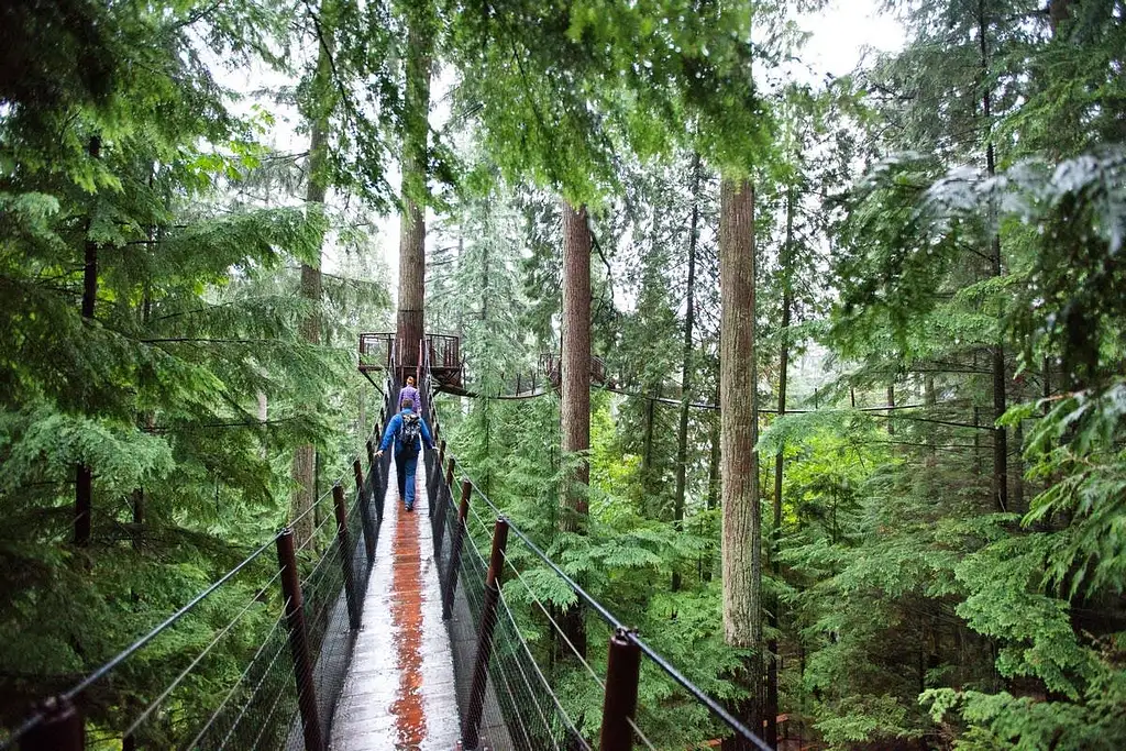 Vancouver City and Capilano Suspension Bridge Tour with Lunch | Small group