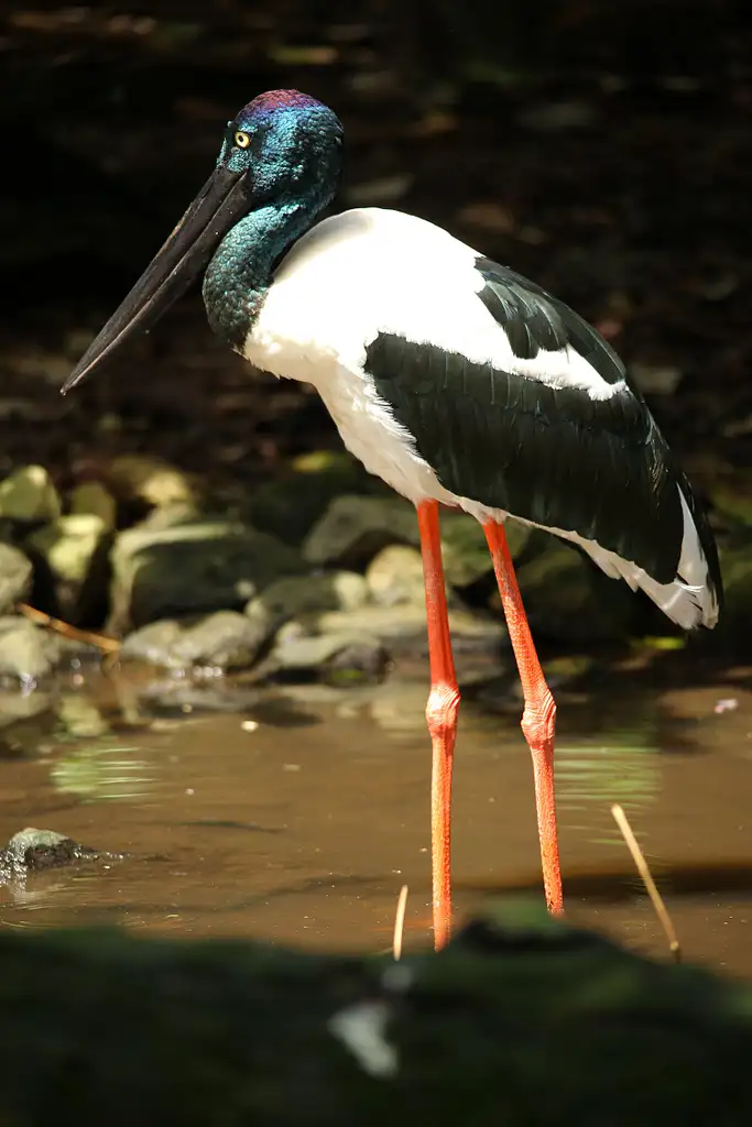 Wildlife, Daintree Rainforest & Mossman Gorge Tour | Optional Dreamtime Walk
