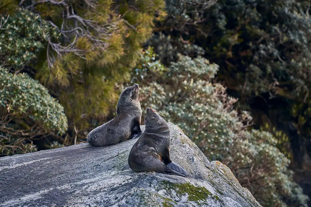 Milford Sound Overnight Cruise | Departing Milford Sound