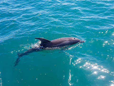 Mornington Peninsula tours