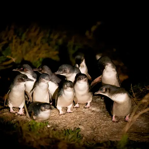 bicheno penguin tour tasmania