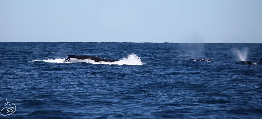 Whale Watch Sunset Cruise | Departing Exmouth