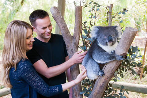 Cleland Wildlife Park Entry