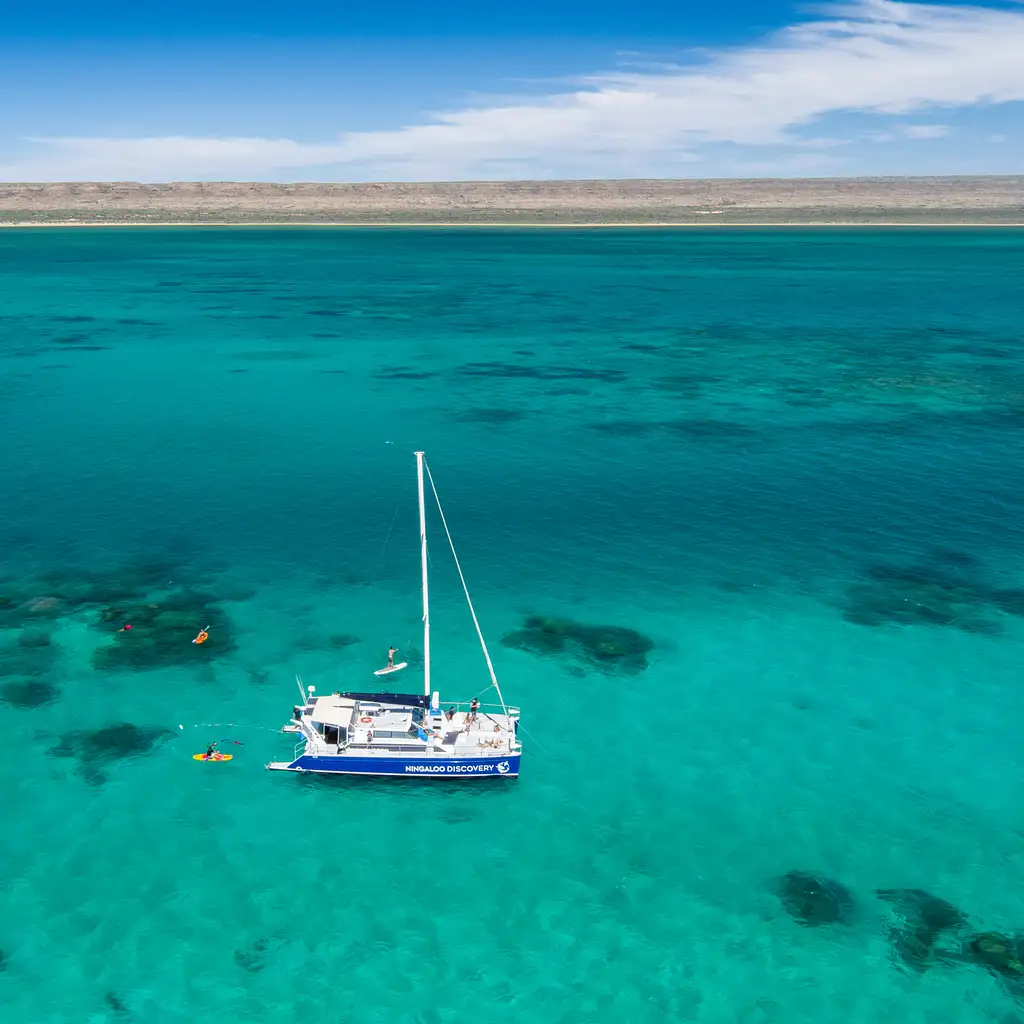 Ningaloo Whale Shark Swim & Eco Tour On A Catamaran (Aug-Oct) | From Exmouth