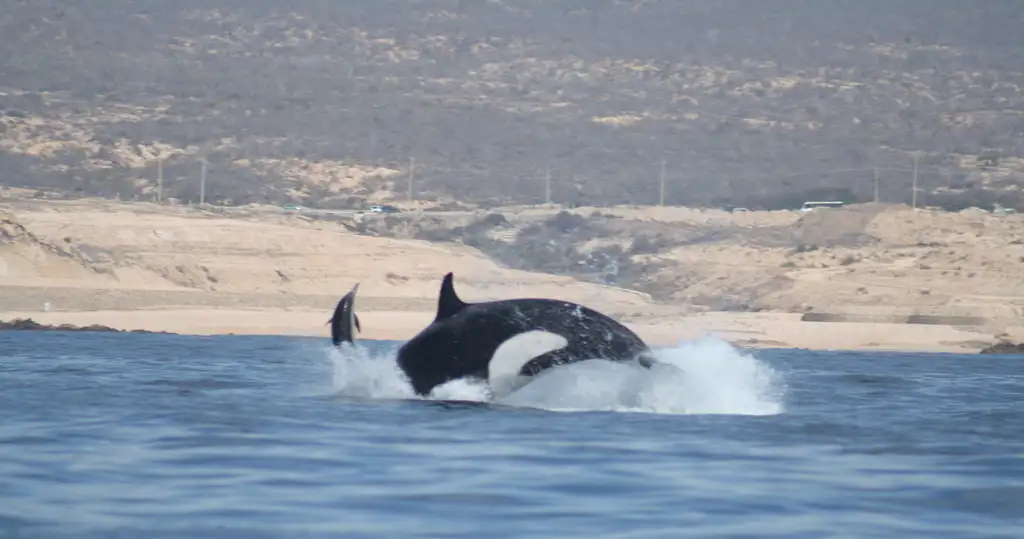 Whale Watching Tour Cabo San Lucas